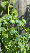 Load image into Gallery viewer, HUMMINGBIRD CERINTHE