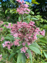 Load image into Gallery viewer, SUPERIOR NATIVE WILDFLOWER MIX