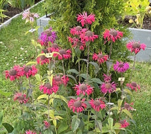 Load image into Gallery viewer, BEE BALM - Raspberry