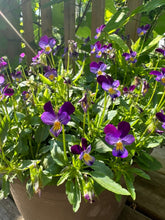 Load image into Gallery viewer, VIOLA - Midnight Glow