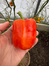 Load image into Gallery viewer, PEPPER (SWEET) - Albino Bullnose