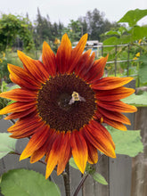 Load image into Gallery viewer, SUNFLOWER - Evening Sun Mix