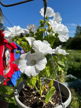 Load image into Gallery viewer, LAVATERA- Mont Blanc