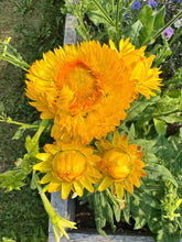 Load image into Gallery viewer, STRAWFLOWER - Bright Yellow Mix
