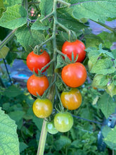 Load image into Gallery viewer, TOMATO - Tasty Treat