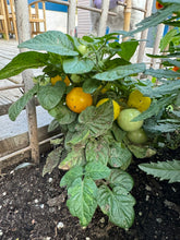 Load image into Gallery viewer, TOMATO - Venus Micro Cherry