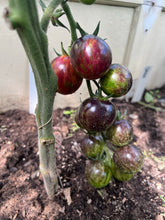 Load image into Gallery viewer, TOMATO - Black Strawberry