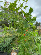 Load image into Gallery viewer, BEAN, POLE - Scarlet Runner