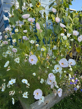 Load image into Gallery viewer, COSMOS - Cups & Saucers