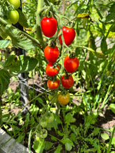 Load image into Gallery viewer, TOMATO - Gardener's Sweetheart