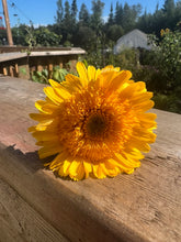 Load image into Gallery viewer, CALENDULA - Kinglet Mix