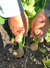 Load image into Gallery viewer, RADISH - Golden Helios