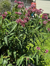 Load image into Gallery viewer, MILKWEED - Cinderella