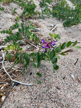 Load image into Gallery viewer, PEA - BEACH