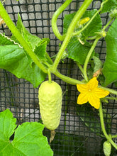 Load image into Gallery viewer, CUCUMBER - Boothby's Blonde