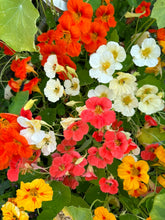 Load image into Gallery viewer, NASTURTIUM - Jewel Mix