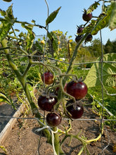 Load image into Gallery viewer, TOMATO - Amethyst Cream