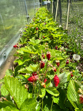 Load image into Gallery viewer, STRAWBERRY - Rügen