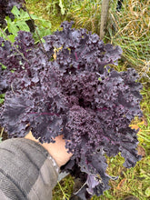 Load image into Gallery viewer, KALE - Curly Scarlet