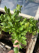 Load image into Gallery viewer, LOVAGE