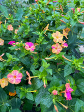 Load image into Gallery viewer, FOUR O'CLOCKS - Strega Mix