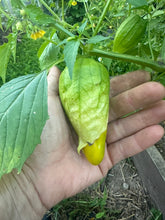 Load image into Gallery viewer, TOMATILLO - Queen of Malinalco