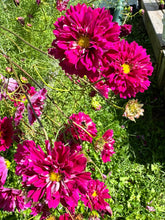 Load image into Gallery viewer, COSMOS - Double Click Cranberry