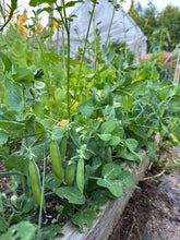 Load image into Gallery viewer, PEA (BUSH) - Tom Thumb
