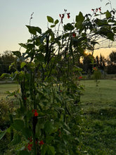 Load image into Gallery viewer, BEAN, POLE - Scarlet Runner