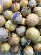 Load image into Gallery viewer, TOMATILLO - Purple