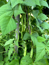 Load image into Gallery viewer, BEAN, POLE - Nono's Heirloom
