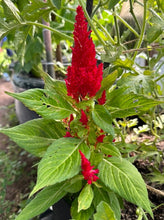 Load image into Gallery viewer, CELOSIA - Plumosa Mixed Colours