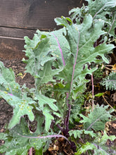 Load image into Gallery viewer, KALE - Winter Red
