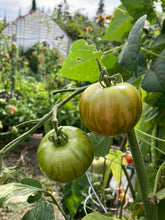 Load image into Gallery viewer, TOMATO - Red Zebra