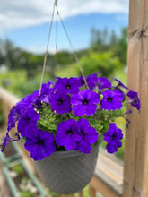 Load image into Gallery viewer, PETUNIA - Deep Purple