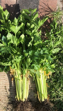 Load image into Gallery viewer, CELERY - Utah