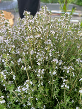 Load image into Gallery viewer, THYME - Summer