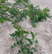 Load image into Gallery viewer, PEA - BEACH