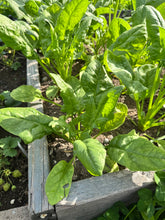 Load image into Gallery viewer, SPINACH - Bloomsdale