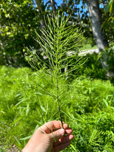 Load image into Gallery viewer, LOOSE LEAF HERBS | Horsetail