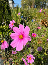Load image into Gallery viewer, COSMOS - Pink Mix
