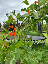 Load image into Gallery viewer, BEAN, POLE - Scarlet Runner