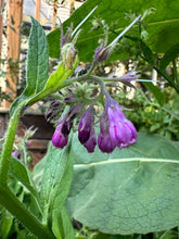 Load image into Gallery viewer, COMFREY