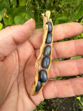 Load image into Gallery viewer, BEAN, POLE - San Bernardo Blue