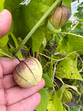 Load image into Gallery viewer, TOMATILLO - Purple