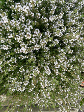 Load image into Gallery viewer, THYME - Summer