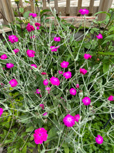 Load image into Gallery viewer, ROSE CAMPION - Pink