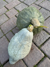 Load image into Gallery viewer, SQUASH - Hubbard Mix