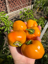 Load image into Gallery viewer, PEPPER (SWEET) - Doe Hill