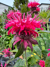 Load image into Gallery viewer, BEE BALM - Raspberry